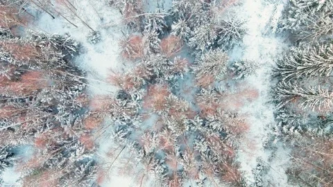Beautiful rotating top-down aerial view of snow covered forests 스톡 동영상 251377102