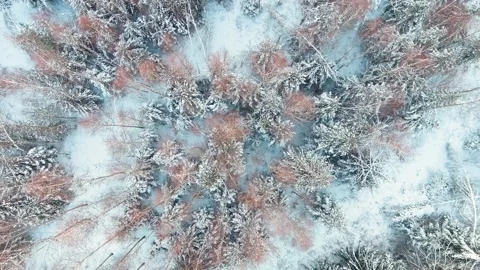 Beautiful rotating top-down aerial view of snow covered forests. Stock Footage 251548154