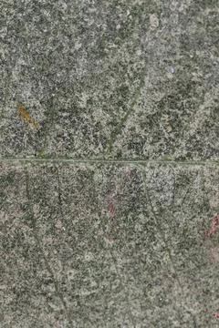 Beautiful rough texture and pattern background of leaf of green tree or plant Stock Photos