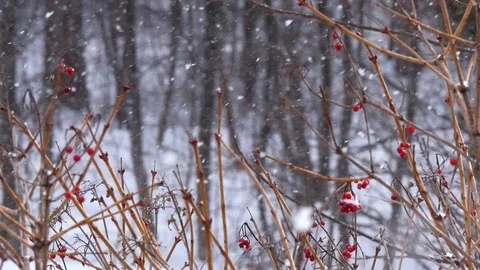 Beautiful rowan branch and falling snow in stop motion. Winter Stock Footage 87684830