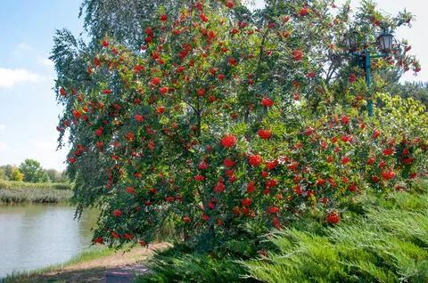 Beautiful rowan tree with bright red berries growing by a calm lake in a sc.. Stock Photos