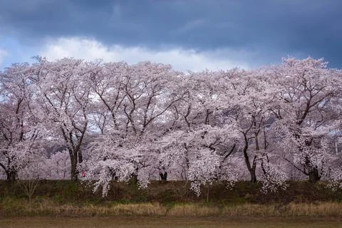 Beautiful rows of cherry trees along the roadside and cherry blossoms in fu.. Stock Photos