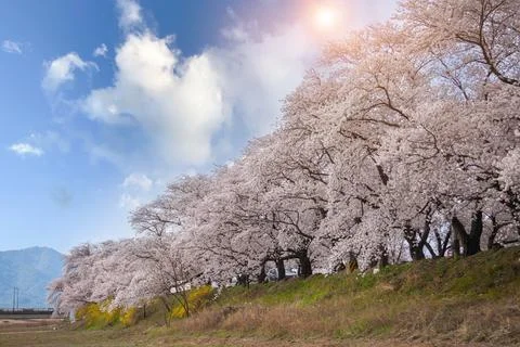 Beautiful rows of cherry trees along the roadside and cherry blossoms in fu.. Stock Photos
