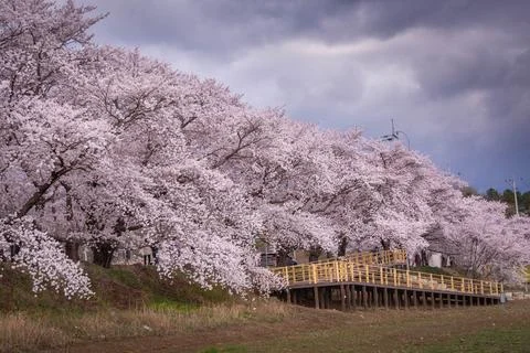 Beautiful rows of cherry trees along the roadside and cherry blossoms in fu.. Stock Photos