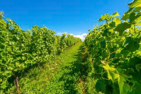 Beautiful rows of grapes Stock Photos