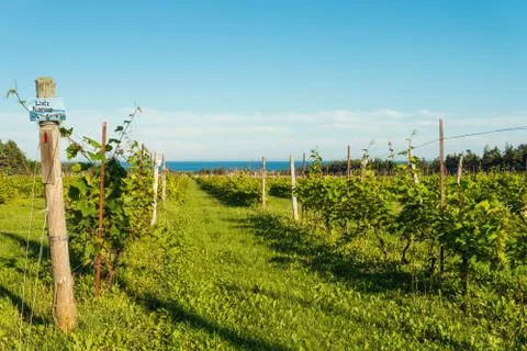 Beautiful rows of grapes Stock Photos