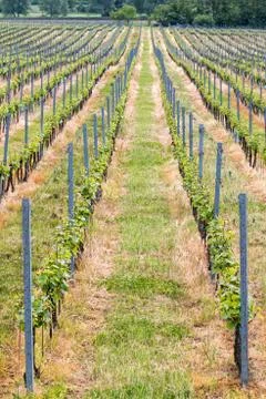 Beautiful rows of grapes Stock Photos