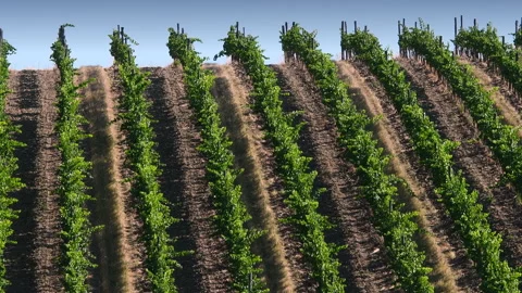Beautiful rows of grapevines seen from above. Stock Footage 134884562