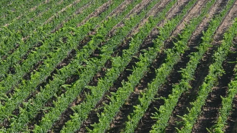Beautiful rows of grapevines seen from above. Stock Footage 134885001