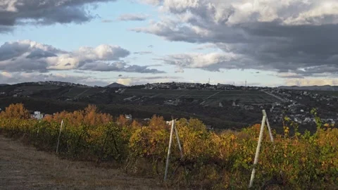 Beautiful rows of grapevines in the sunset sunlight Stock Footage 270065803