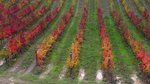 Beautiful rows of red and yellow vineyards in Tuscany. Autumn season, Italy. Video stock 153028836