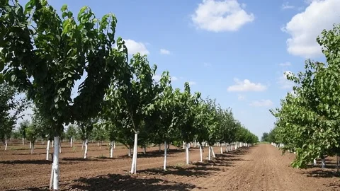 Beautiful rows of young green fruit trees are swaying in the wind Vídeos de archivo 157231769