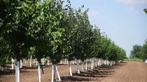 Beautiful rows of young green fruit trees are swaying in the wind Stockbeeldmateriaal 157231792