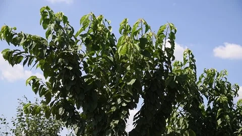 Beautiful rows of young green fruit trees are swaying in the wind Vídeos de archivo 157231793