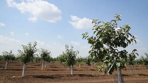 Beautiful rows of young green fruit trees are swaying in the wind Stockbeeldmateriaal 160757345