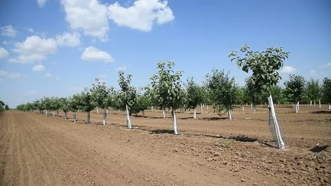 Beautiful rows of young green fruit trees are swaying in the wind Stock Footage 195972865