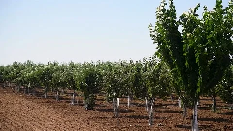 Beautiful rows of young green fruit trees are swaying in the wind 動画素材 216907517