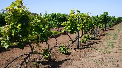 Beautiful rows of young green vineyards move in the wind Vídeos de archivo 220031771