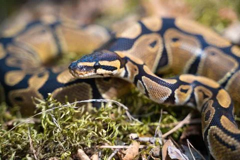 Beautiful royal python on the grass. The snake raised its head and prepares to Foto stock