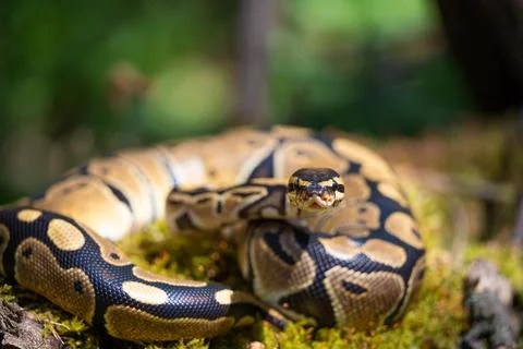 A beautiful royal python, rolled into a ball, looks at the camera. A dangerous Stock Photos