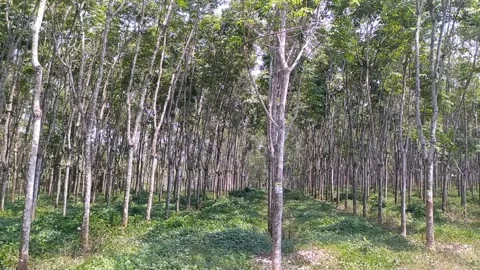 Beautiful rubber trees Stock Footage 253978492