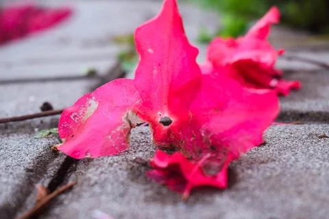 Beautiful ruby azalea flowers, very beautiful to use as a background 스톡 사진