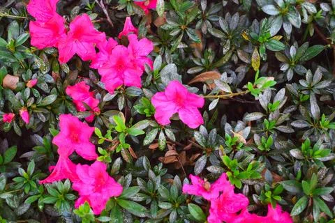Beautiful ruby azalea flowers, very beautiful to use as a background Foto stock