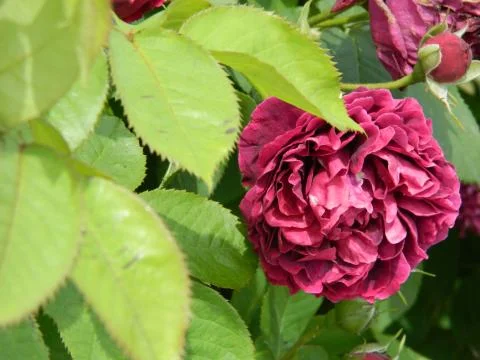 Beautiful ruby rose Stock Photos