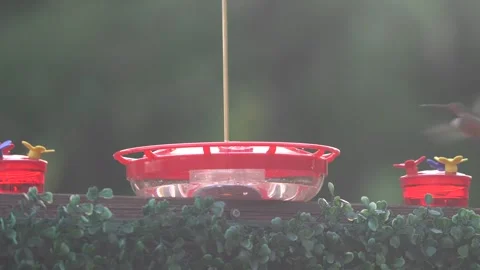 Beautiful Ruby Throated Hummingbird With Bright Iridescent Colors (Hummingbird Stock Footage 328961301