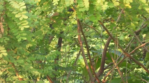 Beautiful Rufous bird sitting on tree . wind Stock-Footage 332431918