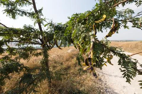 Beautiful rural landscape. Stock Photos