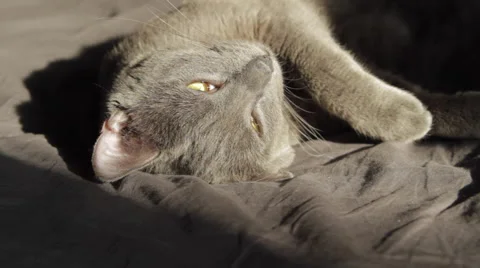 Beautiful Russian Blue Cat Falling Asleep In The Sun Hand Held Camera Above Shot Stock Footage 46208754