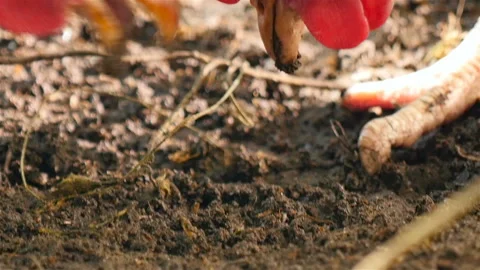 Beautiful rustic chickens with red combs. Close-up Stock Footage 125754068