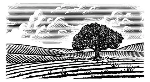 Beautiful rustic landscape with big old oak tree in the meadow. hills and Stock Illustration