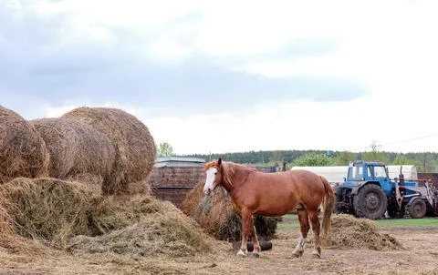 Beautiful rustic red horse eats hay on the background of a tractor, in the .. Stock Photos