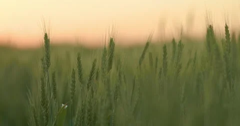 Beautiful rye or wheat field in sunrise in summer morning, closeup of spikes Stock Footage 202571499