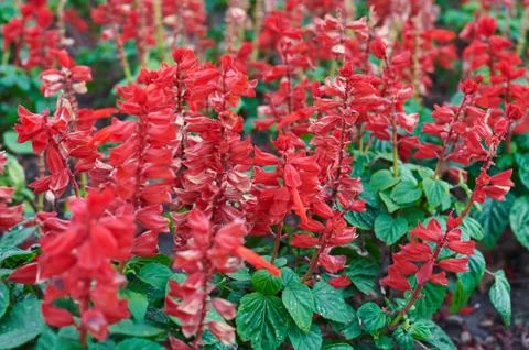 Beautiful sage red flowers Stock-Fotos