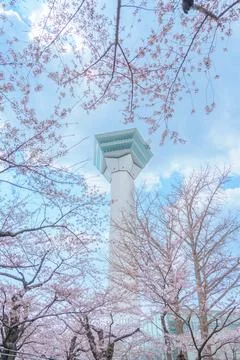 Beautiful Sakura Cherry Blossom in Spring season. Goryokaku Tower park in H.. Foto stock