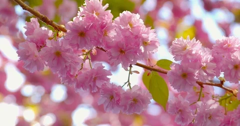 Beautiful Sakura Stockbeeldmateriaal 126217661