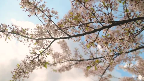 Beautiful sakura tree blossoming on spring. Slow motion close-up b-roll footage. 스톡 동영상 305394747
