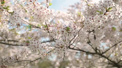 Beautiful sakura tree blossoming on spring. Slow motion close-up b-roll footage. 스톡 동영상 305886865