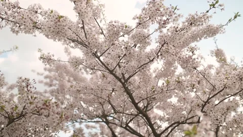 Beautiful sakura tree blossoming on spring. Slow motion close-up b-roll footage. Stockbeeldmateriaal 306893742