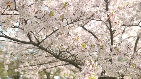 Beautiful sakura tree blossoming on spring. Slow motion close-up b-roll footage. Stockbeeldmateriaal 308113902