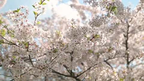 Beautiful sakura tree blossoming on spring. Slow motion close-up b-roll footage. 스톡 동영상 309120420