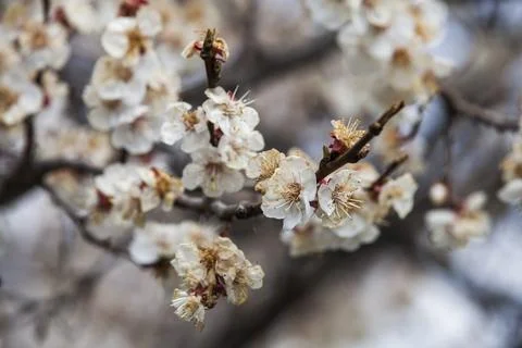 Beautiful sakura tree branch with tiny delicate flowers. Stock Photos