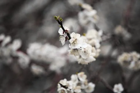 Beautiful sakura tree branch with tiny delicate flowers. Stock Photos