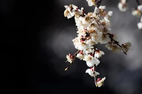 Beautiful sakura tree branch with tiny delicate flowers. Stock Photos