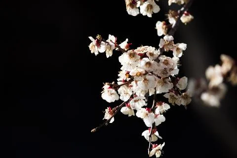Beautiful sakura tree branch with tiny delicate flowers. Stock Photos