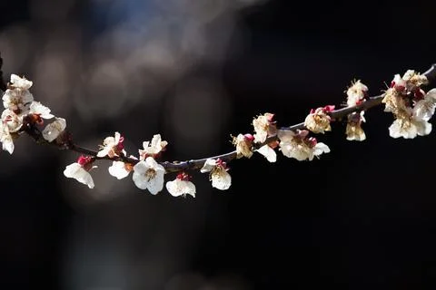 Beautiful sakura tree branch with tiny delicate flowers. Stock Photos
