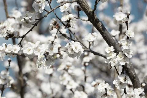 Beautiful sakura tree branch with tiny delicate flowers. Foto stock